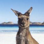 Viaggio in Australia: quale visto richiedere